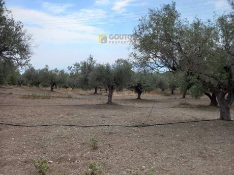 Αγροτεμάχια 7.295τ.μ. για πώληση-Άγιοι θεόδωροι