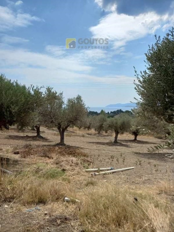Αγροτεμάχια 7.295 τ.μ. προς πώληση, Άγιοι Θεόδωροι Κορινθίας