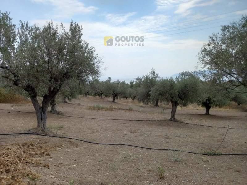Αγροτεμάχια 7.295 τ.μ. προς πώληση, Άγιοι Θεόδωροι Κορινθίας