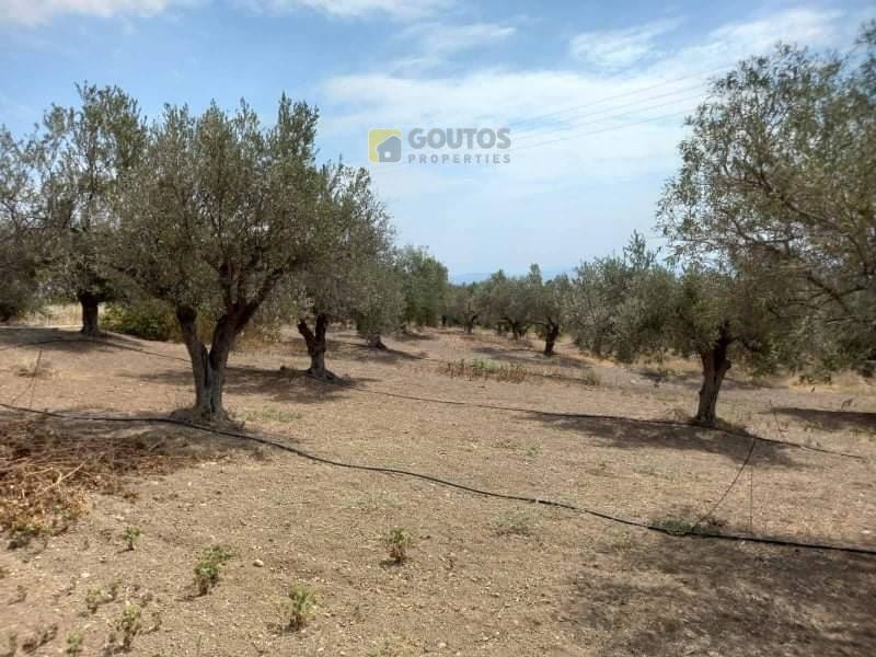 Αγροτεμάχια 7.295 τ.μ. προς πώληση, Άγιοι Θεόδωροι Κορινθίας