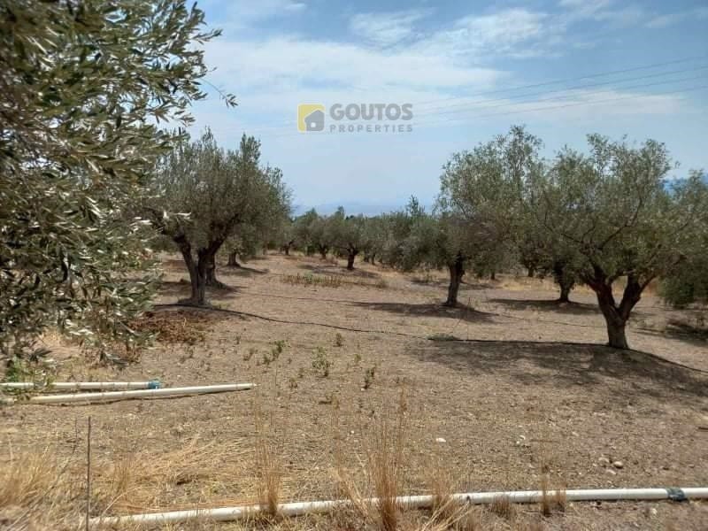 Αγροτεμάχια 7.295 τ.μ. προς πώληση, Άγιοι Θεόδωροι Κορινθίας