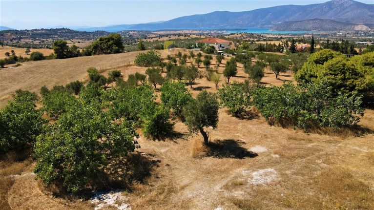 Οικόπεδο 12.304 τ.μ. για πώληση, Αργολίδα, Κρανίδι