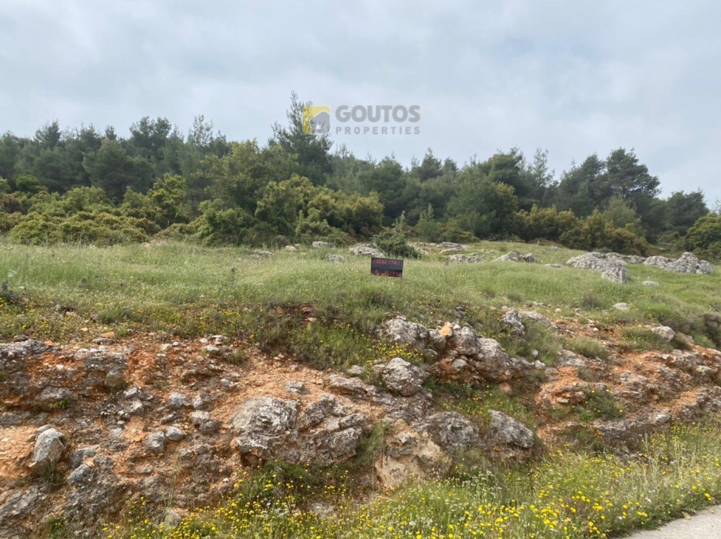 Οικόπεδο 7.000 τ.μ. προς πώληση, Σοφικό Σολύγειας
