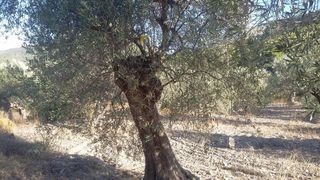 Οικόπεδο 10.054 τ.μ. προς πώληση, Φούρνοι Κρανιδίου-thumb-7