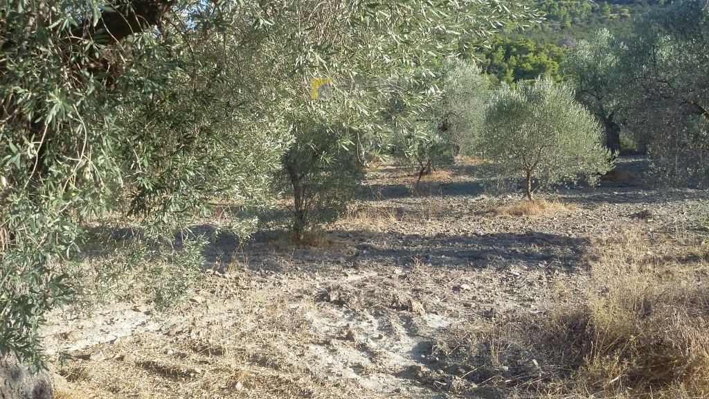 Οικόπεδο 10.054 τ.μ. προς πώληση, Φούρνοι Κρανιδίου