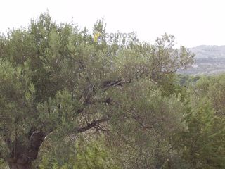 Οικόπεδο 10.054 τ.μ. προς πώληση, Φούρνοι Κρανιδίου-thumb-12