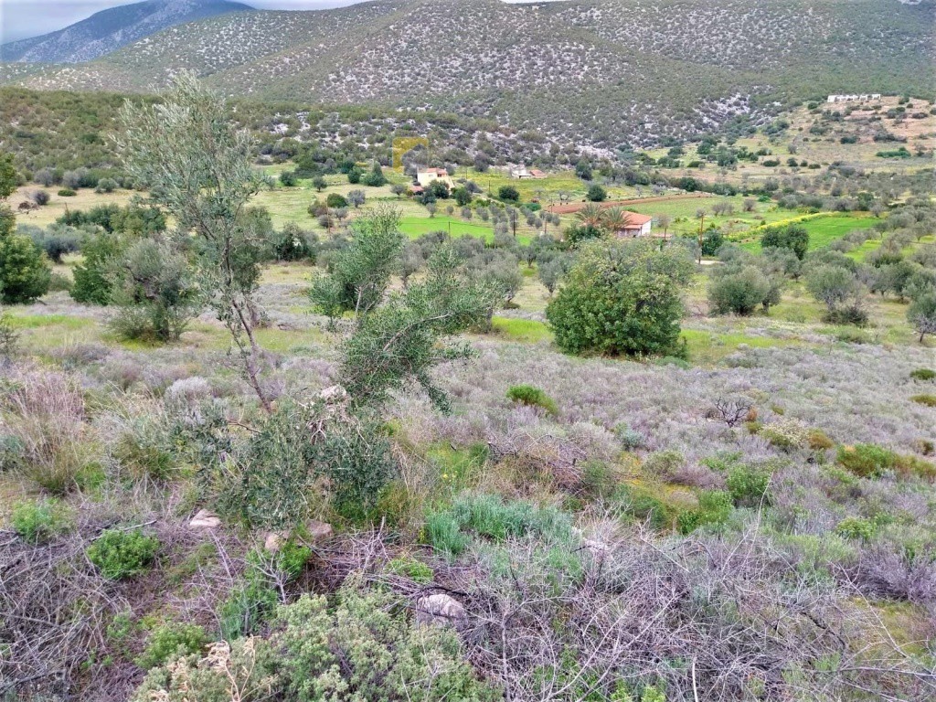 Οικόπεδο 4.100 τ.μ. προς πώληση, Φούρνοι Κρανιδίου