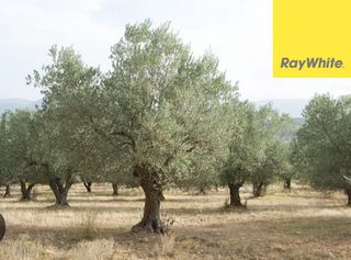Αγροτεμάχια 7.850 τ.μ. για πώληση