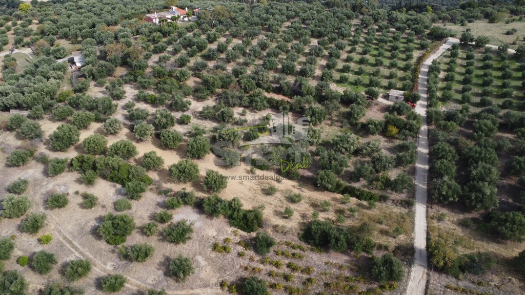 Αγροτεμάχια 3.400 τ.μ. προς πώληση, Τσουκαλαίικα Βραχναιίκων