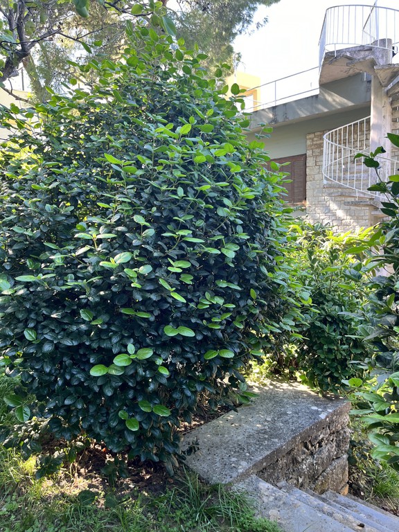 Οικόπεδο 941 τ.μ. πρός πώληση, Αθήνα - Βόρεια Προάστια, Κηφισιά