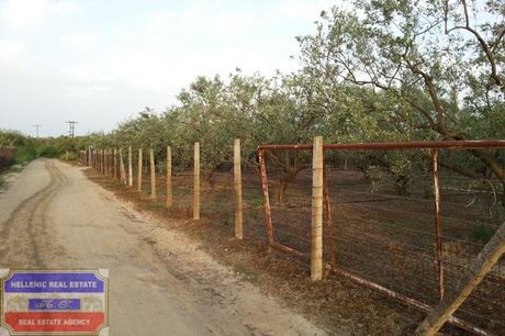 Αγροτεμάχια 3.150τ.μ. για πώληση-Ελευθερές