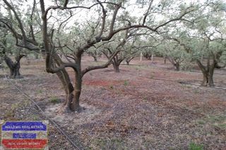 Αγροτεμάχια 3.150 τ.μ. για πώληση, Ν. Καβάλας, Ελευθερές-thumb-20