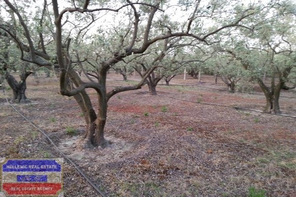 Αγροτεμάχια 3.150 τ.μ. προς πώληση, Νέα Πέραμος Ελευθερών