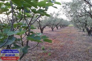 Αγροτεμάχια 3.150 τ.μ. για πώληση, Ν. Καβάλας, Ελευθερές-thumb-13