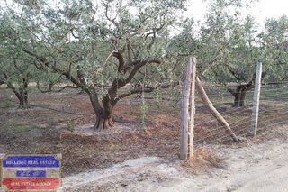 Αγροτεμάχια 3.150 τ.μ. για πώληση, Ν. Καβάλας, Ελευθερές-thumb-11
