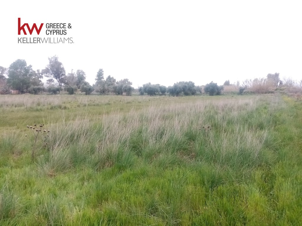 Αγροτεμάχια 9.272 τ.μ. προς πώληση, Αχαΐα, Μόβρη