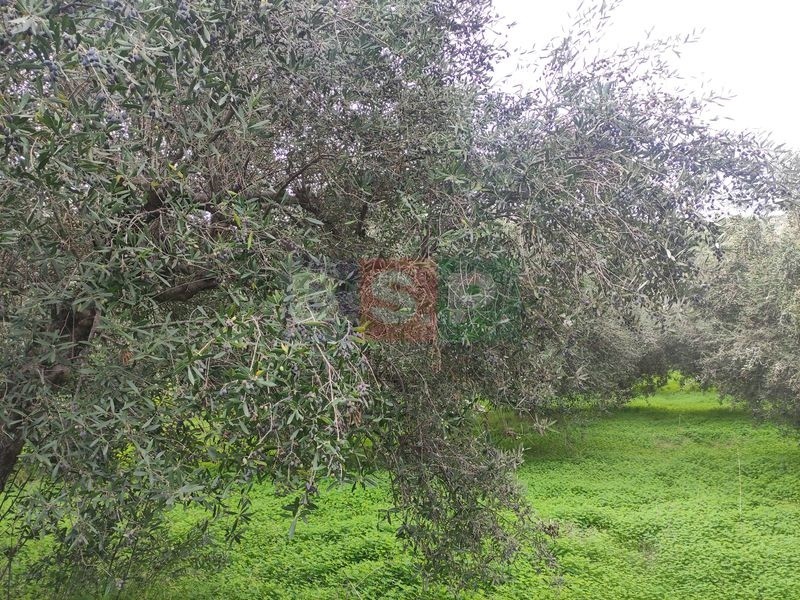 Αγροτεμάχια 4.822 τ.μ. προς πώληση, Κνωσός
