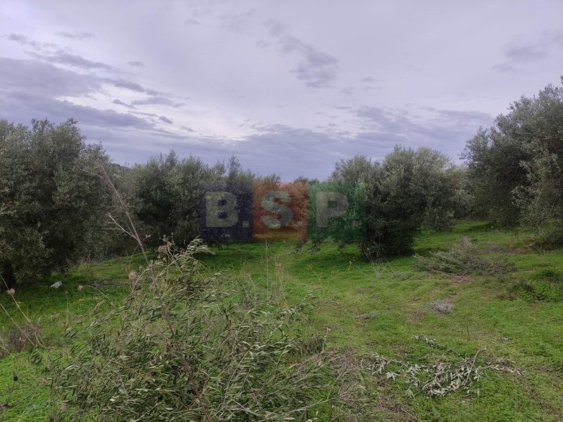 Αγροτεμάχια 4.822 τ.μ. προς πώληση, Κνωσός