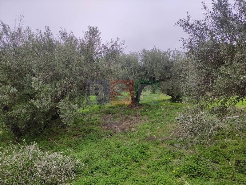 Αγροτεμάχια 4.822 τ.μ. προς πώληση, Κνωσός