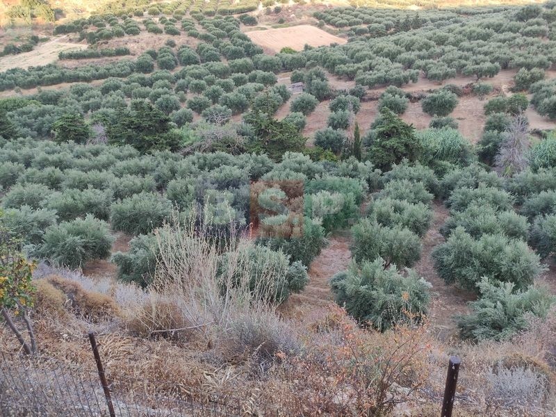 Αγροτεμάχια 18.000 τ.μ. προς πώληση, Ελιά Γουβών
