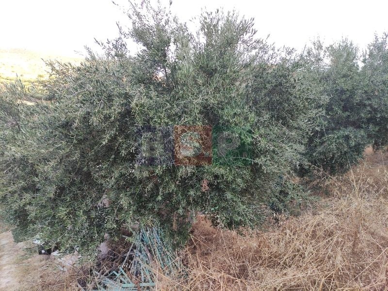 Αγροτεμάχια 18.000 τ.μ. προς πώληση, Ελιά Γουβών