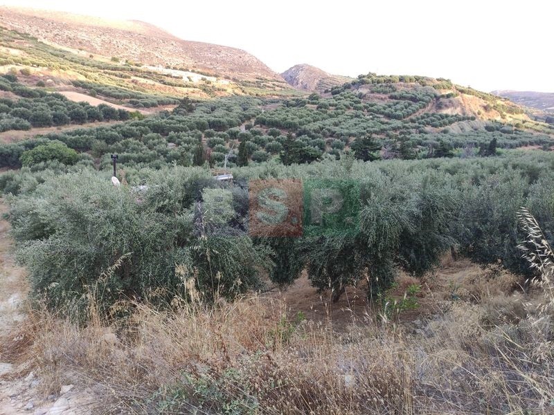 Αγροτεμάχια 18.000 τ.μ. προς πώληση, Ελιά Γουβών