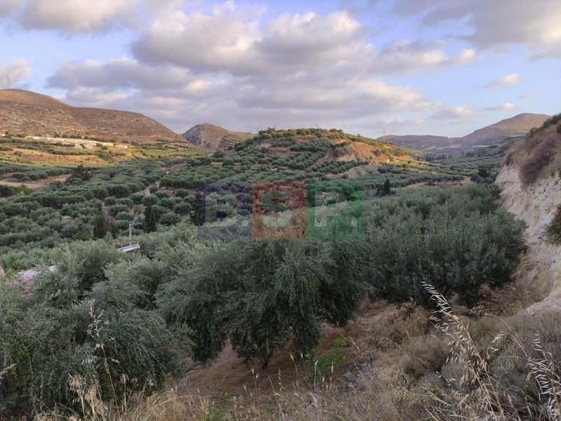 Αγροτεμάχια 18.000 τ.μ. προς πώληση, Ελιά Γουβών