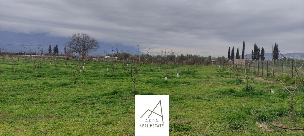 Αγροτεμάχια 12.208 τ.μ. προς πώληση, Φθιώτιδας, Λαμία