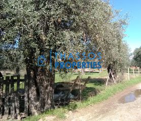 Αγροτεμάχια 5.275 τ.μ. για πώληση, Ν. Καβάλας, Θάσος-thumb-1