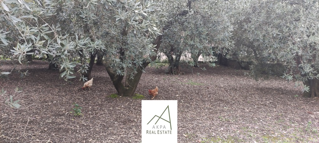 Οικόπεδο 645 τ.μ. προς πώληση, Αγία Παρασκευή Λαμίας