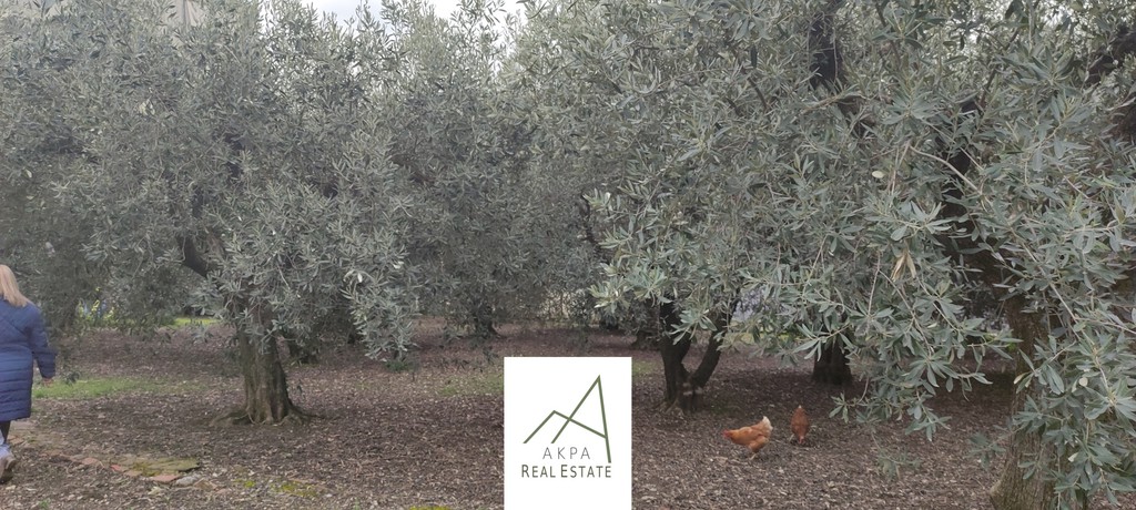 Οικόπεδο 645 τ.μ. προς πώληση, Αγία Παρασκευή Λαμίας