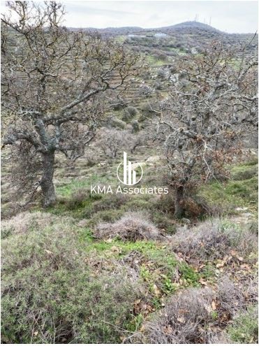 Αγροτεμάχια 10.941 τ.μ. προς πώληση, Κάτω Μεριά