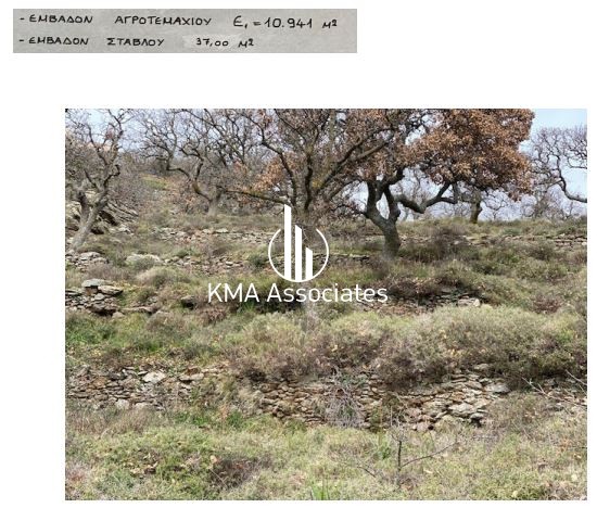 Αγροτεμάχια 10.941 τ.μ. προς πώληση, Κάτω Μεριά