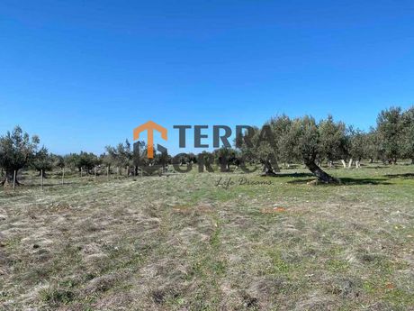 Αγροτεμάχια 8.000 τ.μ. για πώληση