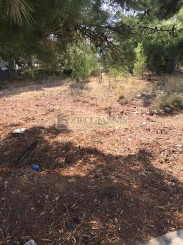 Οικόπεδο 700τ.μ. για ενοικίαση-Αρτέμιδα (λούτσα)