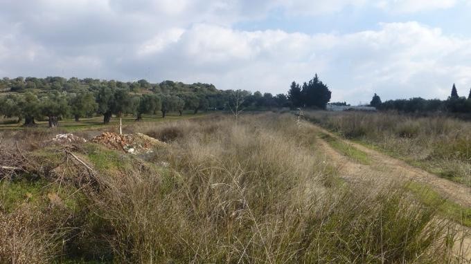 Αγροτεμάχια 5.000 τ.μ. προς ενοικίαση, Αθήνα - Ανατολικά Προάστια, Σπάτα