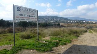 Αγροτεμάχια 5.000 τ.μ. για ενοικίαση