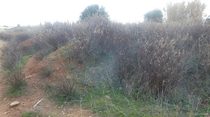 Αγροτεμάχια 5.000 τ.μ. προς ενοικίαση, Αθήνα - Ανατολικά Προάστια, Σπάτα