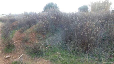 Αγροτεμάχια 5.000 τ.μ. προς ενοικίαση