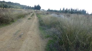 Αγροτεμάχια 5.000 τ.μ. για ενοικίαση
