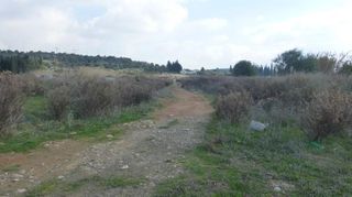 Αγροτεμάχια 5.000 τ.μ. για ενοικίαση