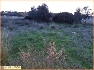 Land plot 3.300 sqm for rent