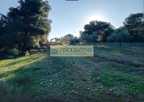 Αγροτεμάχια 3.500τ.μ. για πώληση-Σπάτα