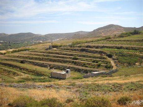 Οικόπεδο 8.000τ.μ. για πώληση-Νάξος