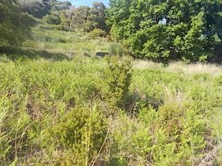 Οικόπεδο 10.000 τ.μ. πρός πώληση, Εύβοια, Καφήρα-thumb-8