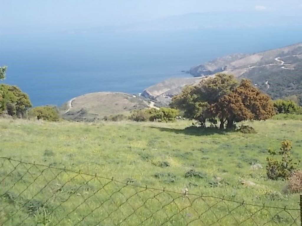 Οικόπεδο 10.000 τ.μ. πρός πώληση, Εύβοια, Καφήρα