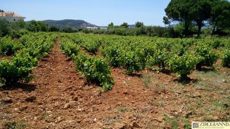Αγροτεμάχια 5.500τ.μ. για πώληση-Παλλήνη