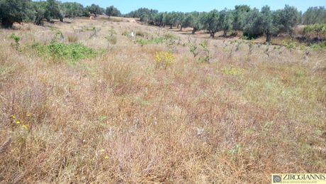 Αγροτεμάχια 6.000 τ.μ. για πώληση