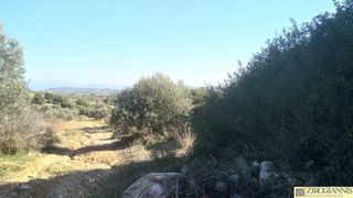 Αγροτεμάχια 12.000 τ.μ. για πώληση