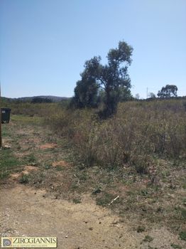 Αγροτεμάχια 2.500 τ.μ. για πώληση